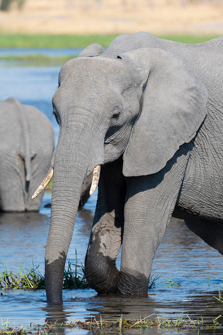 Ein afrikanischer Elefant (Loxodonta Africana) trinken im Fluss Khwai, Okavango Delta, Botswana, Afrika