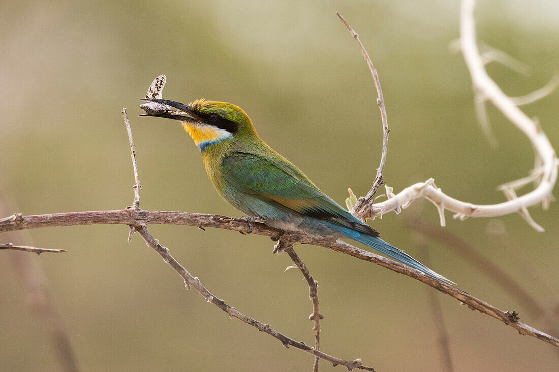 A little bee-eater (Merops pusillus) holding a cicada in its beack, Savuti, Chobe National Park, Botswana, Africa