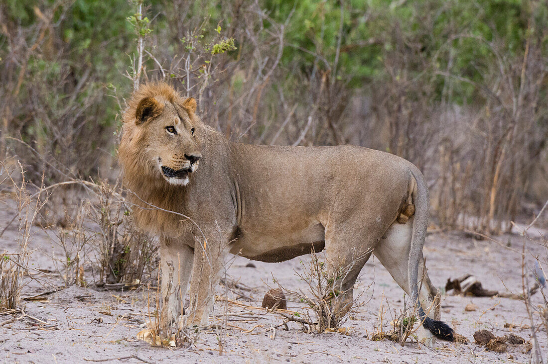 Portrait eines männlichen Löwen (Panthera Leo), Savuti, Chobe National Park, Botsuana, Afrika