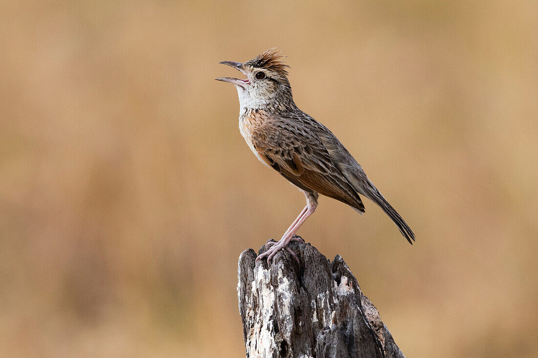 Rufous-naped Lerche (Mirafra africana), Savuti, Chobe Nationalpark, Botswana, Afrika