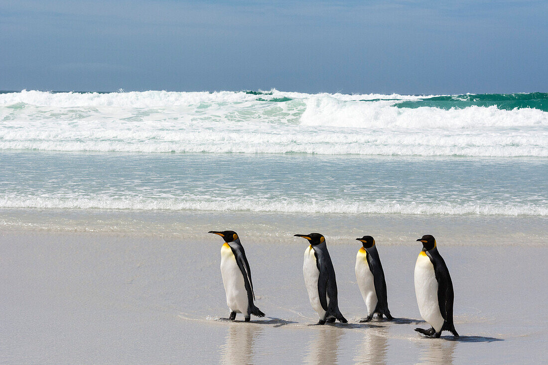 Königpinguin (Aptenodytes patagonica) auf Volunteer Point Strand, Falkland-Inseln, Südamerika