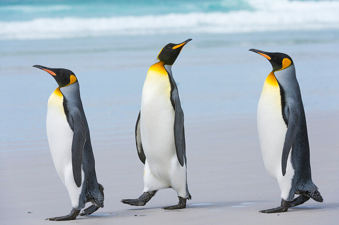 Three king penguins (Aptenodytes patagonica) walking to the sea on a sandy beach, Falkland Islands, South America