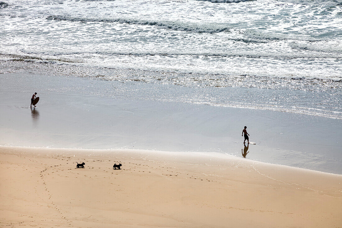 Dogs and surfer on the beach, Ocean beach, San Francisco, California, USA
