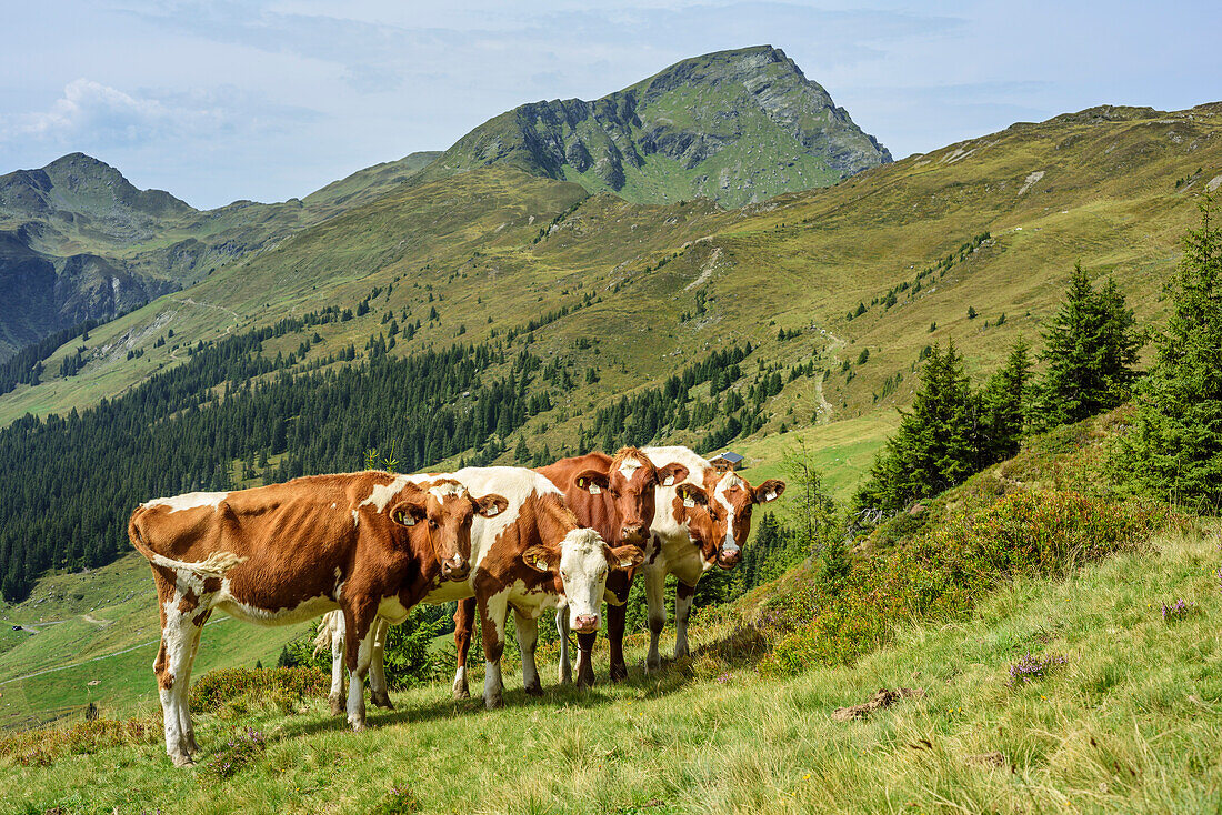 Four cows looking towards observer, Pinzgau walk, Kitzbuehel Alps, Salzburg, Austria