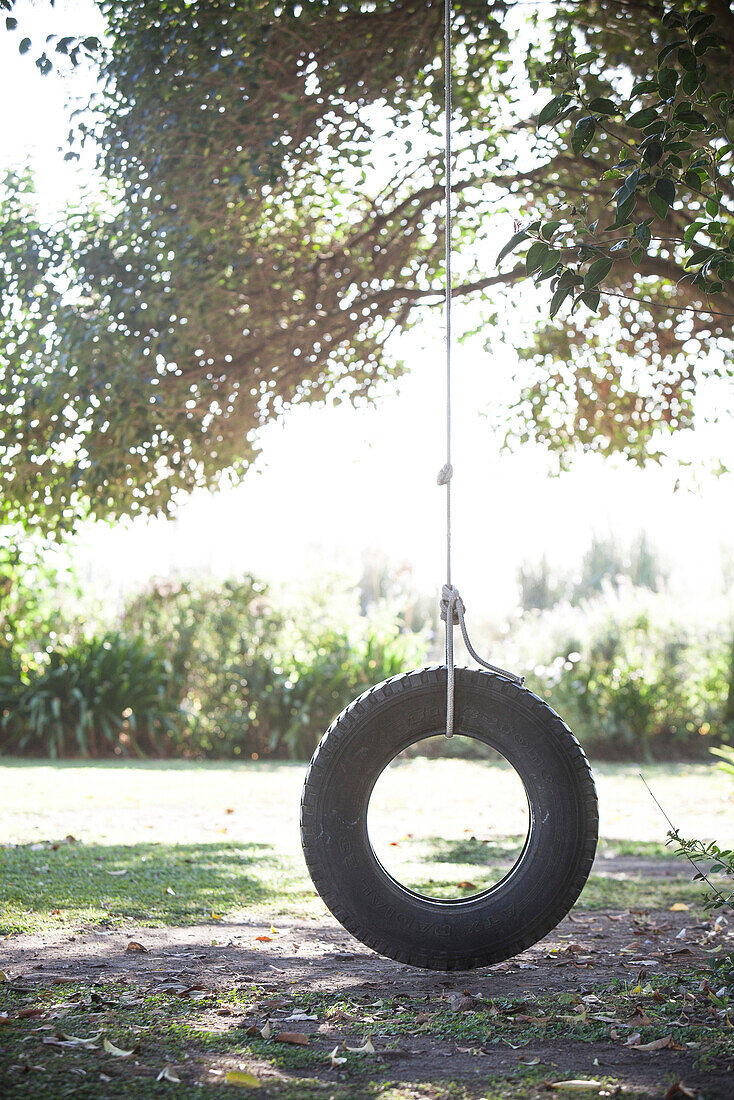 Tire swing hanging from tree branch