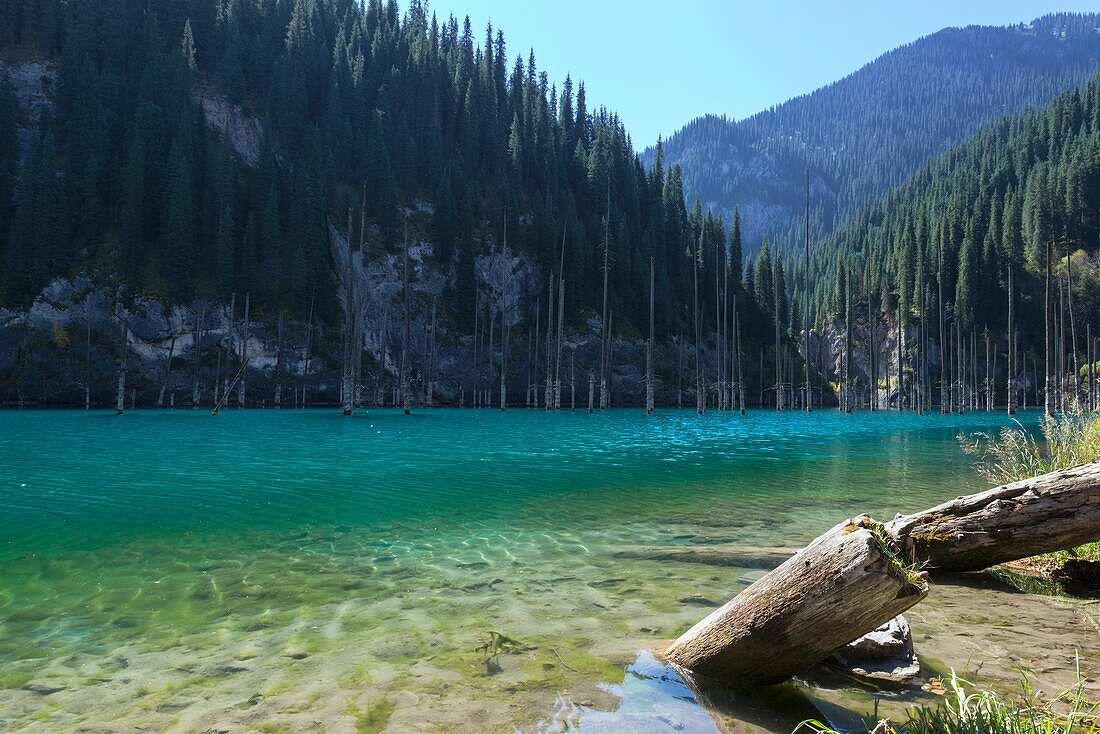 Dried trunks of Picea schrenkiana pointing out of water in Kaindy Lake, Tien Shan Mountains, Kazakhstan, Central Asia, Asia