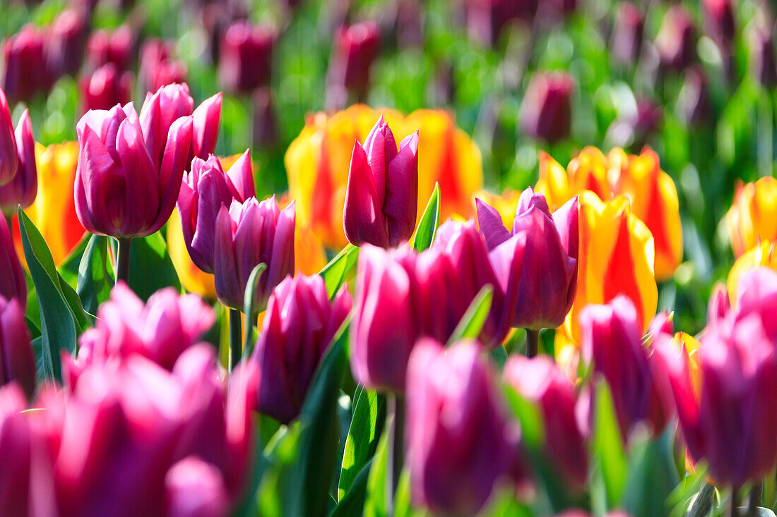 Close up of multicolored tulips in bloom at the Keukenhof Botanical Garden, Lisse, South Holland, The Netherlands, Europe