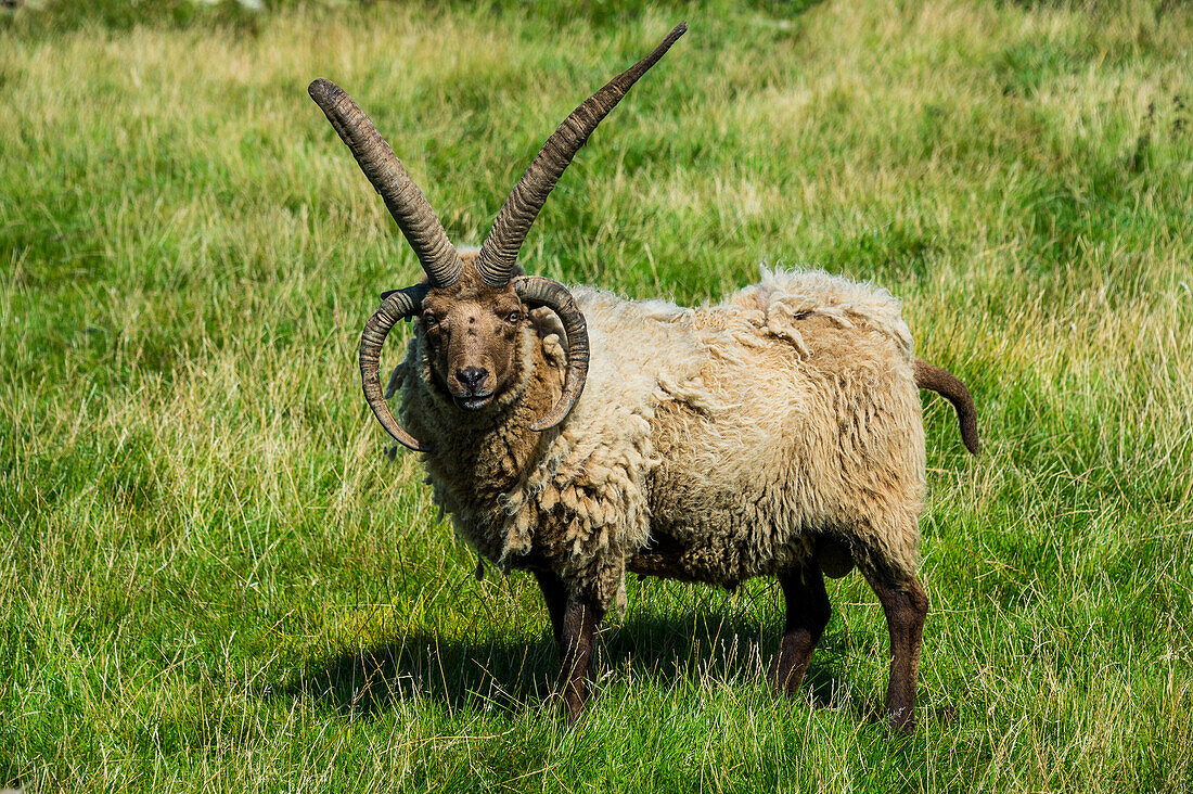 Four-horned Manx Loaghtan sheep (Ovis aries) in the living museum Cregneash village, Isle of Man, crown dependency of the United Kingdom, Europe