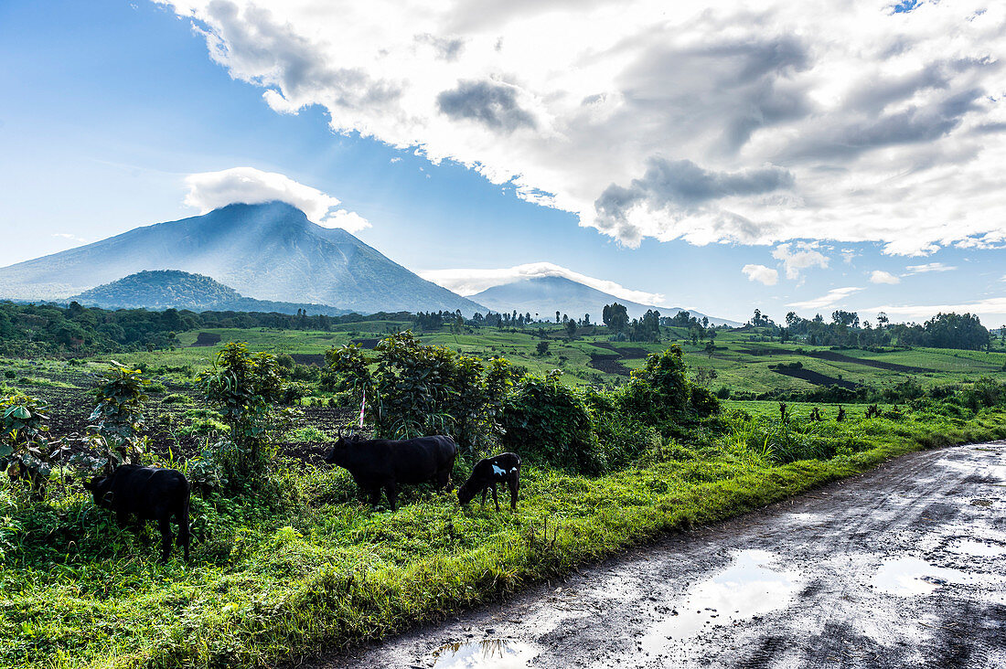 Die vulkanische Bergkette des Virunga-Nationalparks nach dem Regen, UNESCO-Weltkulturerbe, Demokratische Republik Kongo, Afrika