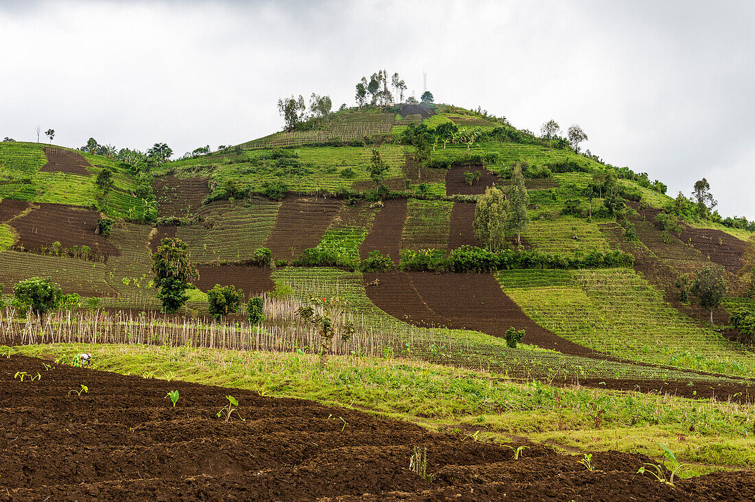 Farmland in the Virunga National Park, Democratic Republic of the Congo, Africa
