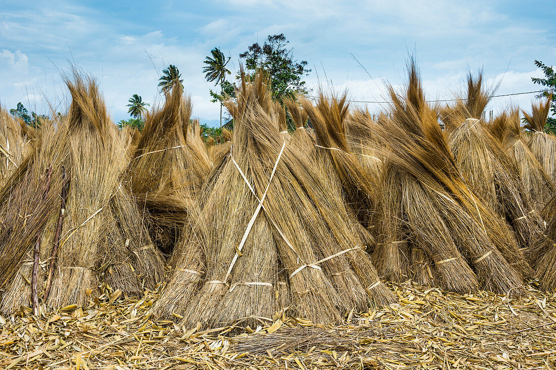 Reeds for sale on the shores of Lake Tanganyika, Bujumbura, Burundi, Africa