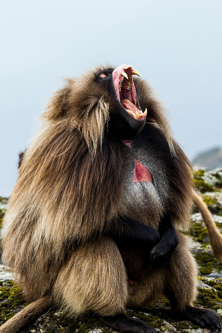 Male Gelada (Theropithecus gelada) in the Simien Mountains National Park, UNESCO World Heritage Site, Ethiopia, Africa