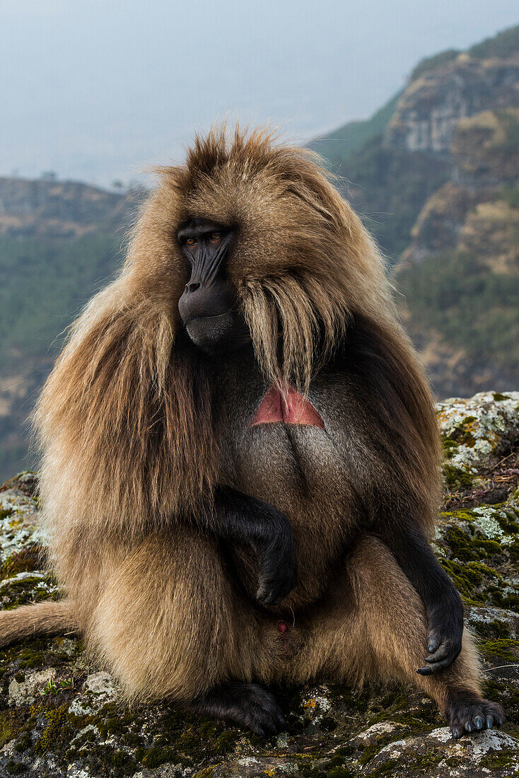 Männliche Gelada (Theropithecus Gelada) im Nationalpark Simien Mountains, UNESCO-Weltkulturerbe, Äthiopien, Afrika