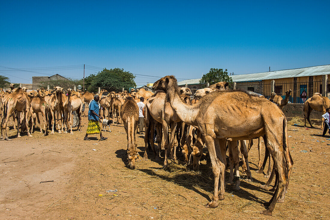 Camels at the Camel market, Hargeisa, Somaliland, Somalia, Africa