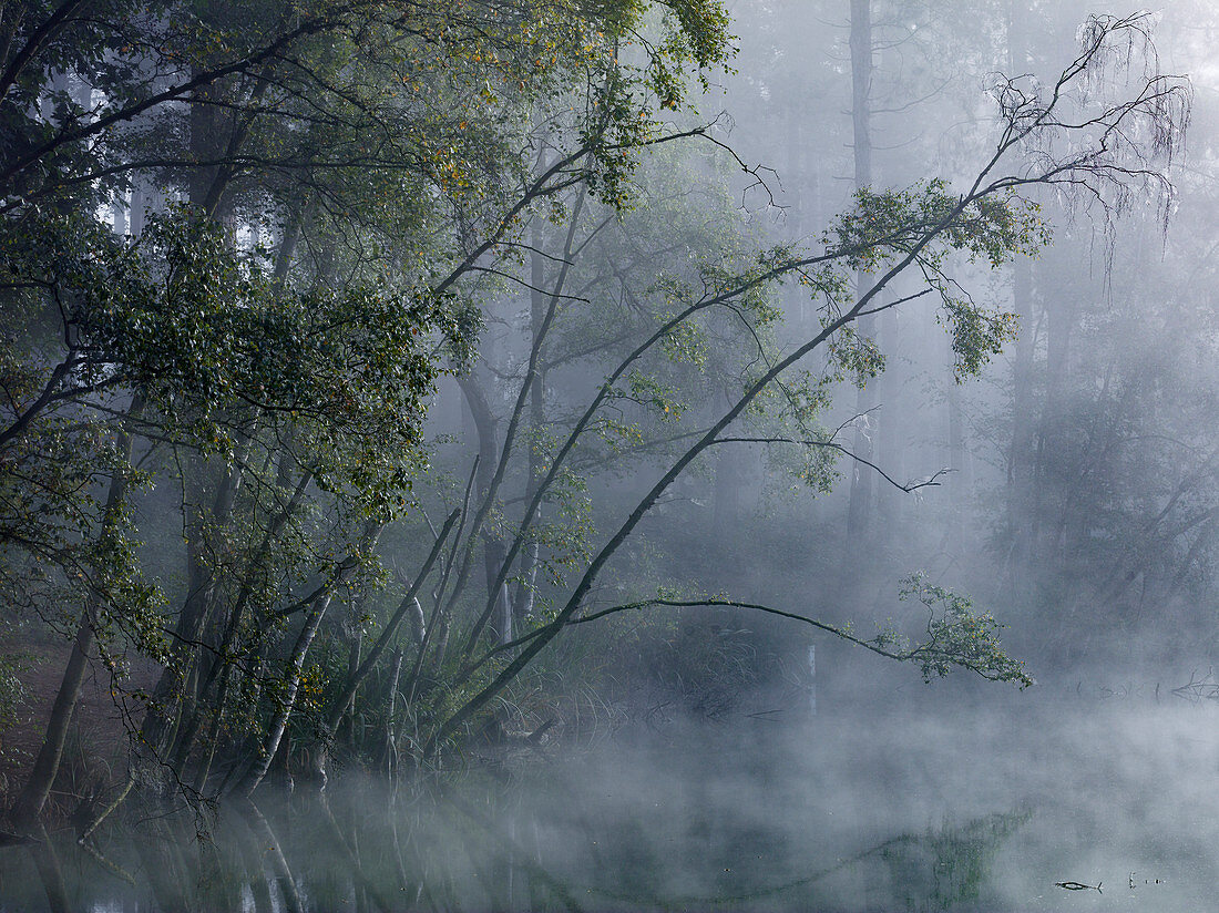 Enchanted forest, mist shrouds the trees around Dead Lake in Delamere Forest, Cheshire, England, United Kingdom, Europe