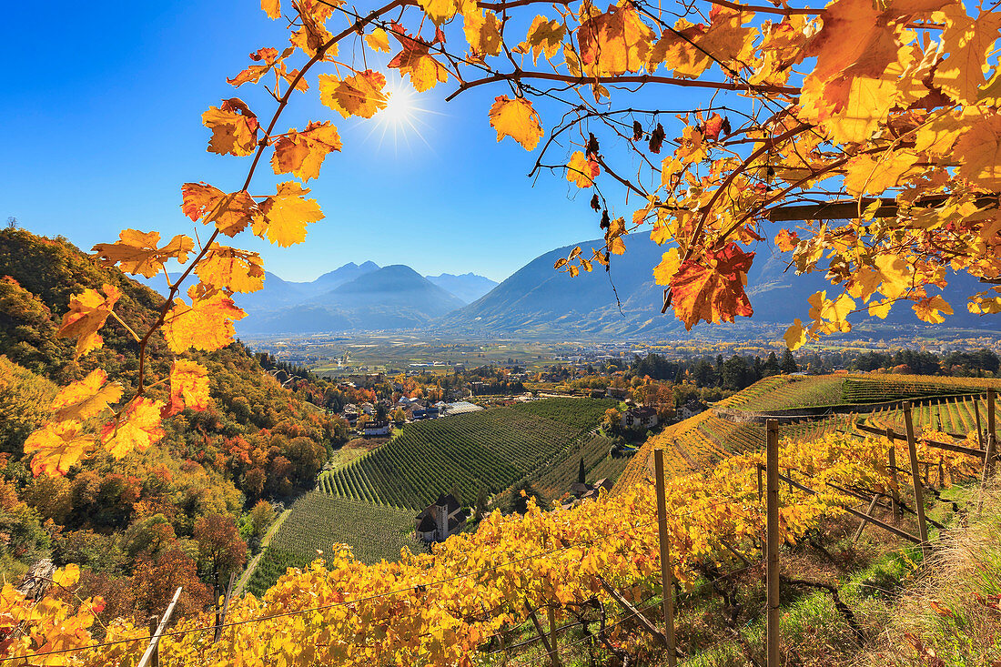 View of St. Valentin Church from vineyards, Merano, Val Venosta, Alto Adige-Sudtirol, Italy, Europe