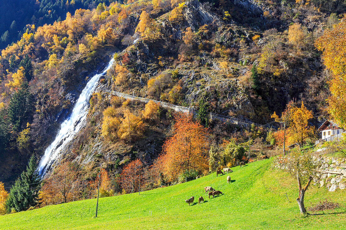 Herd of cows grazing at the foot of the waterfall, Parcines Waterfall, Parcines, Val Venosta, Alto Adige-Sudtirol, Italy, Europe