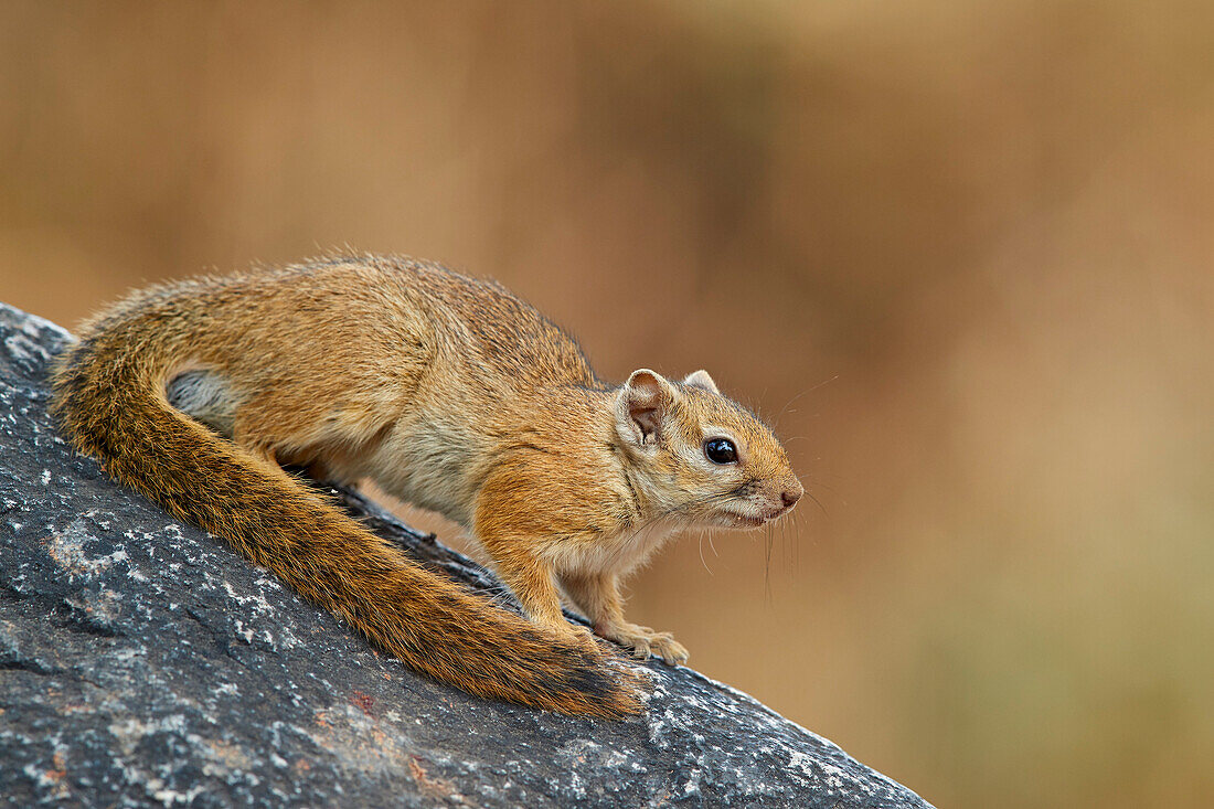 Tree Squirrel (Smith's bush squirrel) (yellow-footed squirrel) (Paraxerus cepapi), Ruaha National Park, Tanzania, East Africa, Africa