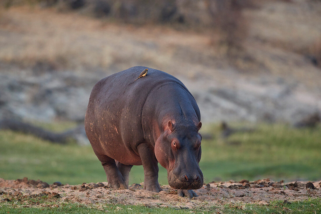 Hippopotamus (Hippopotamus amphibius), Ruaha National Park, Tanzania, East Africa, Africa