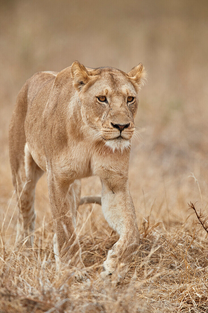 Löwin (Panthera leo), Ruaha-Nationalpark, Tansania, Ostafrika, Afrika