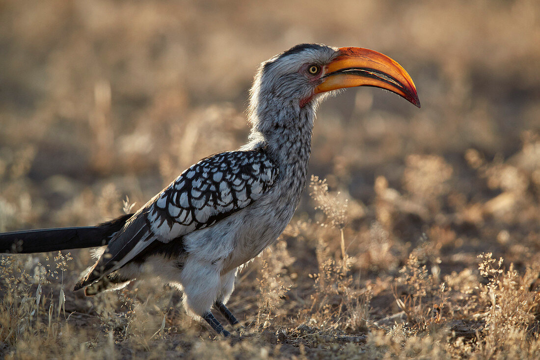 Südlicher Gelbschnabeltoko (Tockus leucomelas), Kgalagadi Transfrontier Park, Südafrika, Afrika