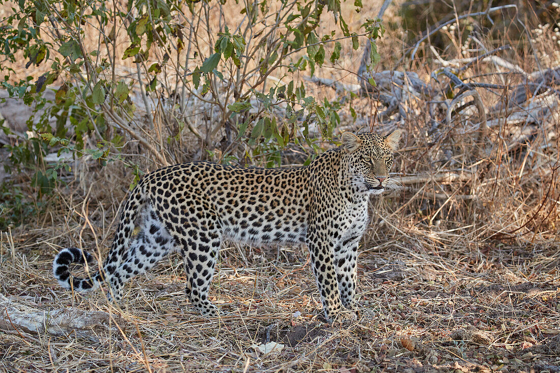 Leopard (Panthera pardus), Ruaha National Park, Tanzania, East Africa, Africa