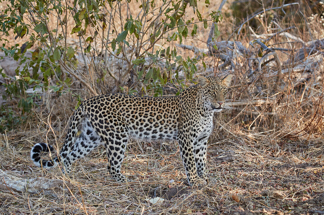 Leopard (Panthera pardus), Ruaha-Nationalpark, Tansania, Ostafrika, Afrika