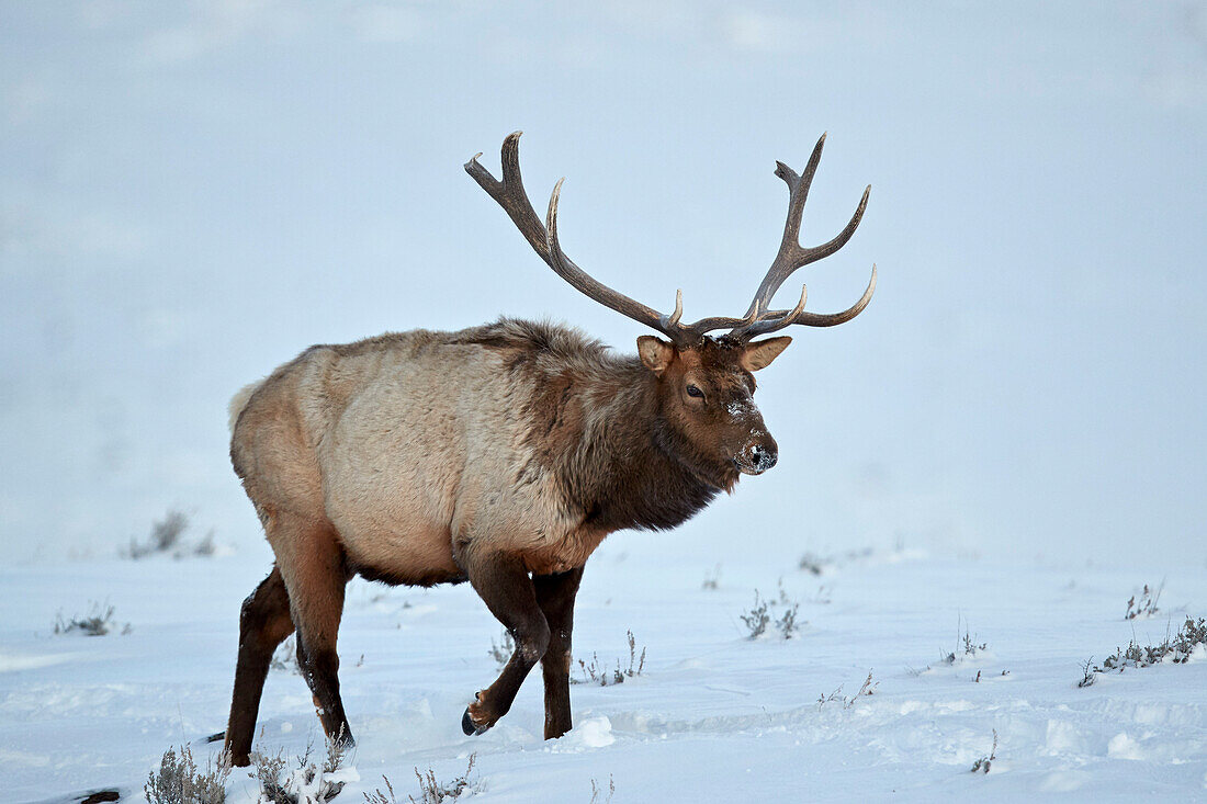 Elk (Cervus canadensis) bull in the snow in winter, Yellowstone National Park, Wyoming, United States of America, North America