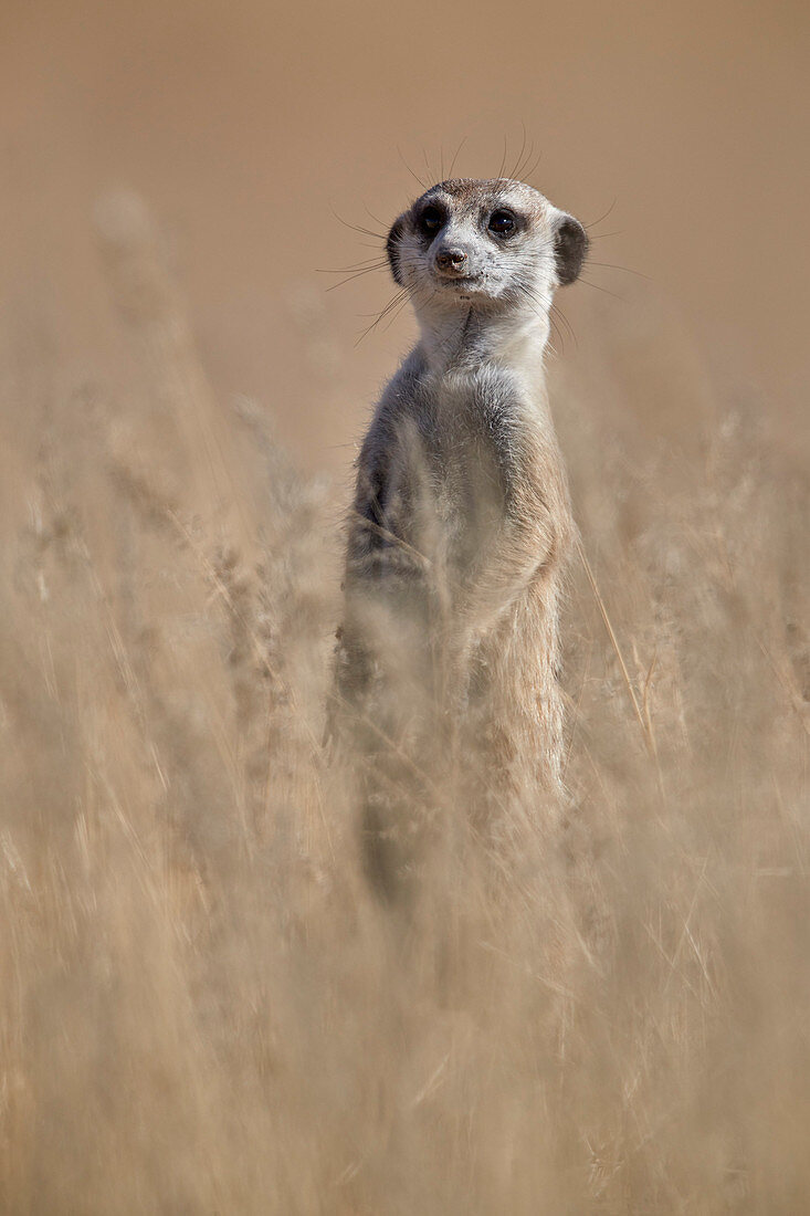 Meerkat (suricate) (Suricata suricatta), Kgalagadi Transfrontier Park, South Africa, Africa