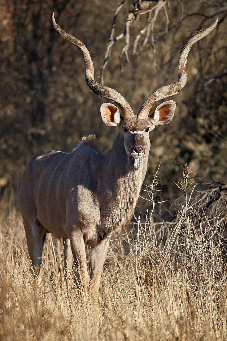 Großer Kudu (Tragelaphus Strepsiceros) Stier, Kgalagadi Transfrontier Park, Südafrika, Afrika