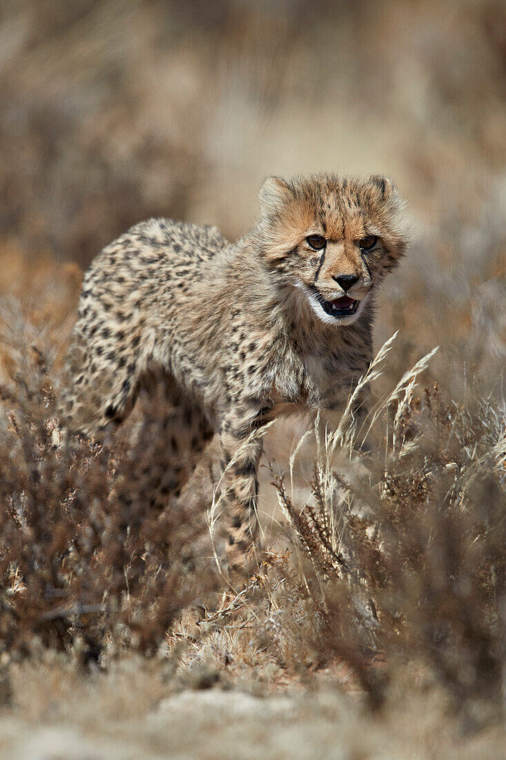 Gepard (Acinonyx Jubatus) Jungtier, Kgalagadi Transfrontier Park, Südafrika, Afrika