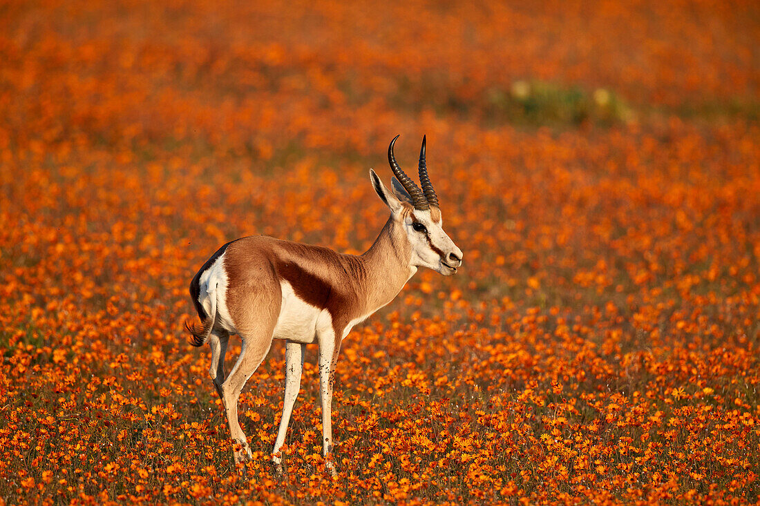 Springbok (Antidorcas marsupialis) among orange wildflowers, Namaqualand National Park, Namakwa, Namaqualand, South Africa, Africa
