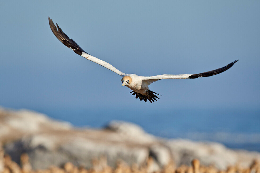 Cape Gannet (Morus Capensis) im Flug, Bird Island, Lambert's Bay, Südafrika, Afrika