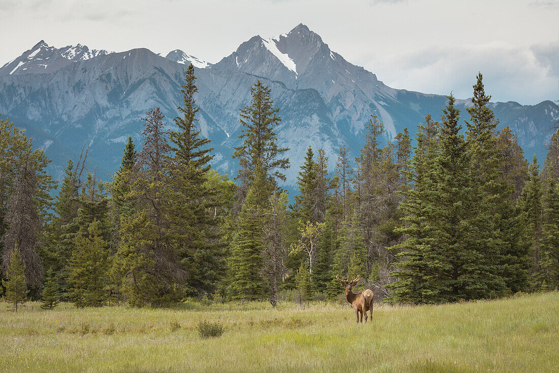 Elch mit Rocky Mountains im Hintergrund, Jasper National Park, UNESCO Weltkulturerbe, Alberta, Kanada, Nordamerika