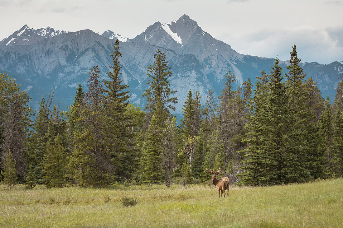 Elk with Rocky Mountains in the background, Jasper National Park, UNESCO World Heritage Site, Alberta, Canada, North America