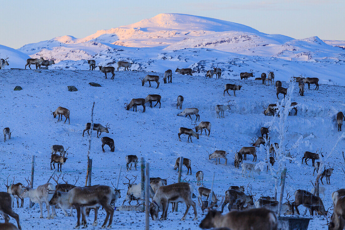 Reindeer grazing, Riskgransen, Norbottens Ian, Lapland, Sweden, Scandinavia, Europe