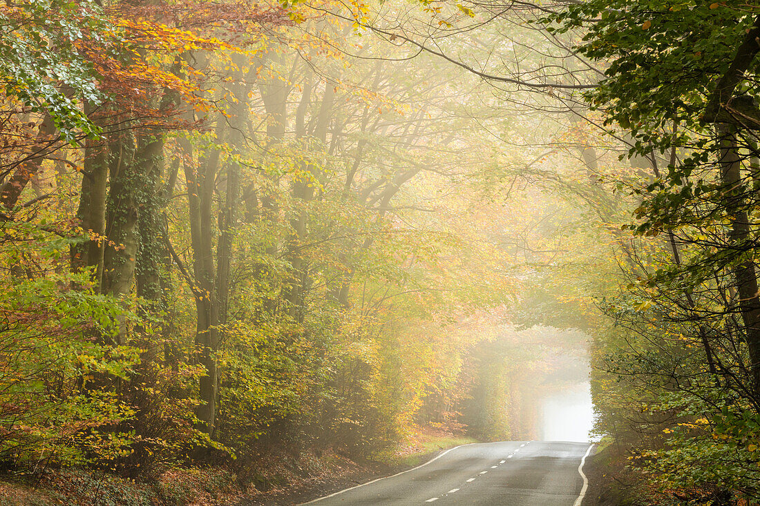 Landstraße schneidet durch laubwechselnden herbstlichen Wald an einem nebligen Morgen, Limpsfield Chart, Oxted, Surrey, England, Vereinigtes Königreich, Europa