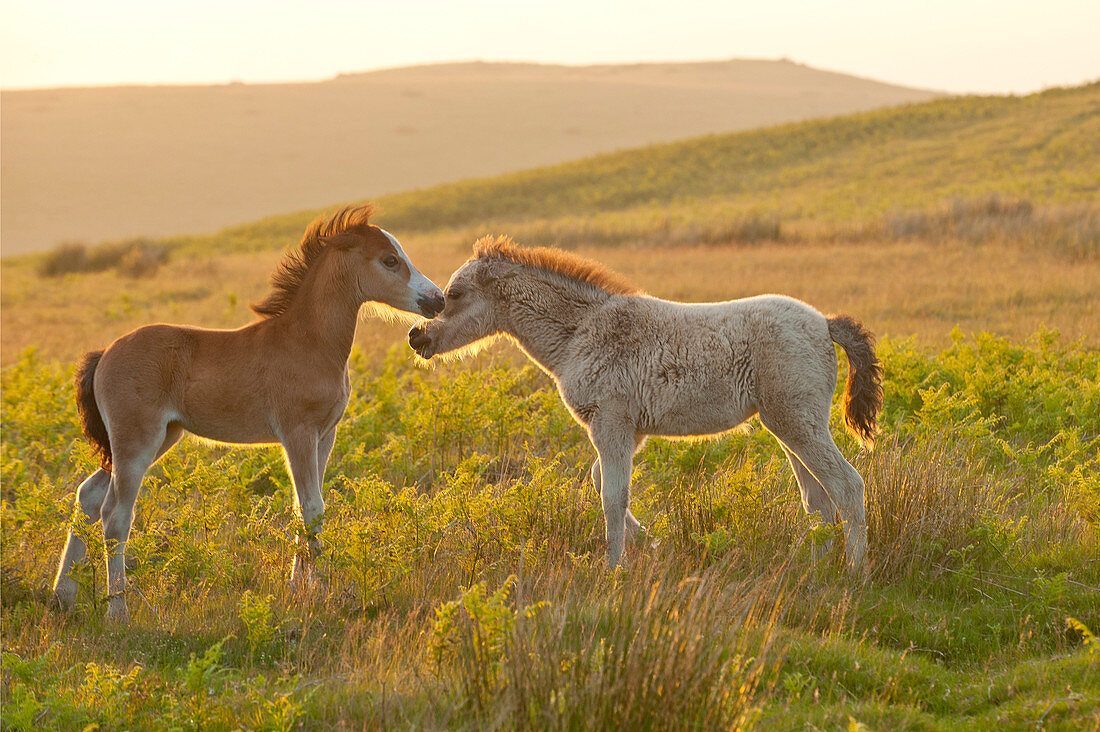 Walisische Fohlen auf dem Moor Mynydd Epynt, Powys, Wales, Vereinigtes Königreich, Europa