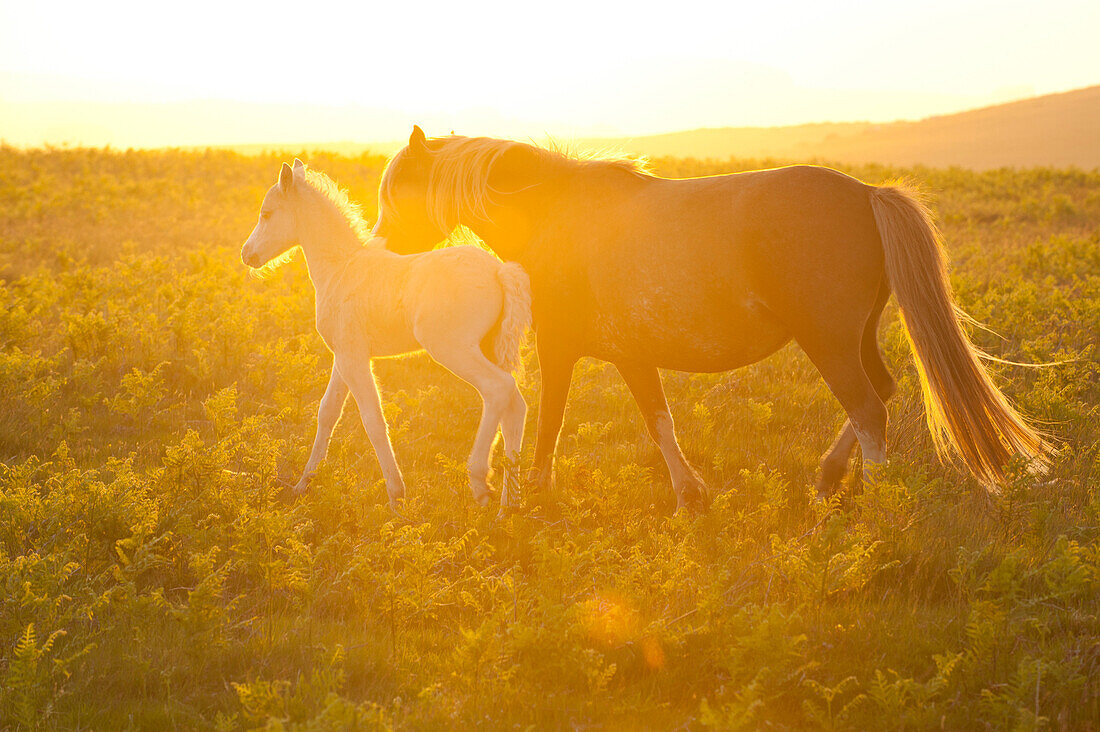 Walisische Ponys und Fohlen auf dem Mynydd Epynt Moorland, Powys, Wales, Vereinigtes Königreich, Europa