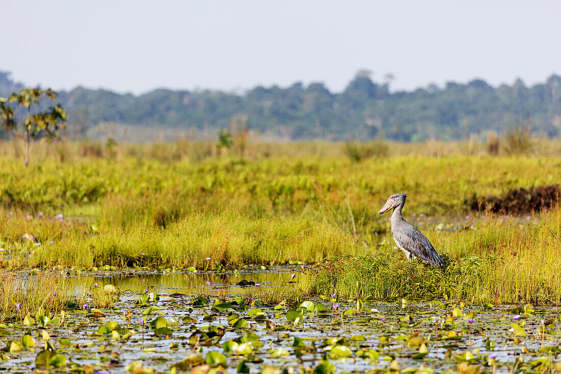 Shoebill (Balaeniceps rex). Mabamba Swamp, Uganda, Africa