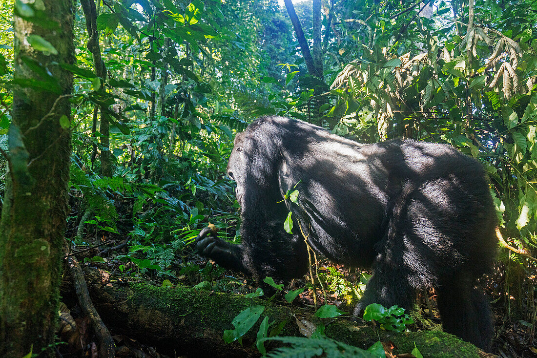 Kabukojo, dominanter Silberrückengorilla (Gorilla gorilla beringei), Rushegura-Gruppe, Nationalpark Bwindi Impenetrable Forest, UNESCO-Weltkulturerbe, Buhoma, Uganda, Afrika