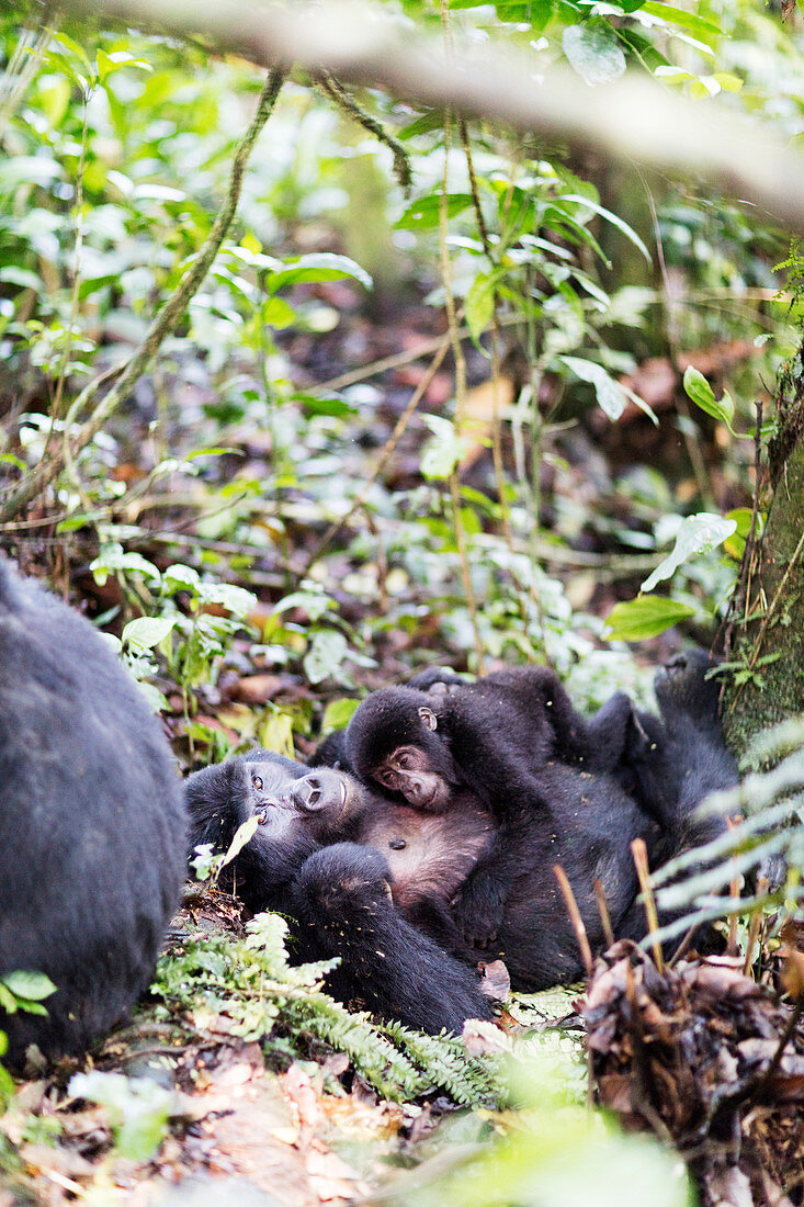 Gorillas, Rushegura Group, baby gorilla (Gorilla gorilla beringei), Bwindi Impenetrable Forest National Park, UNESCO World Heritage Site, Buhoma, Uganda, Africa