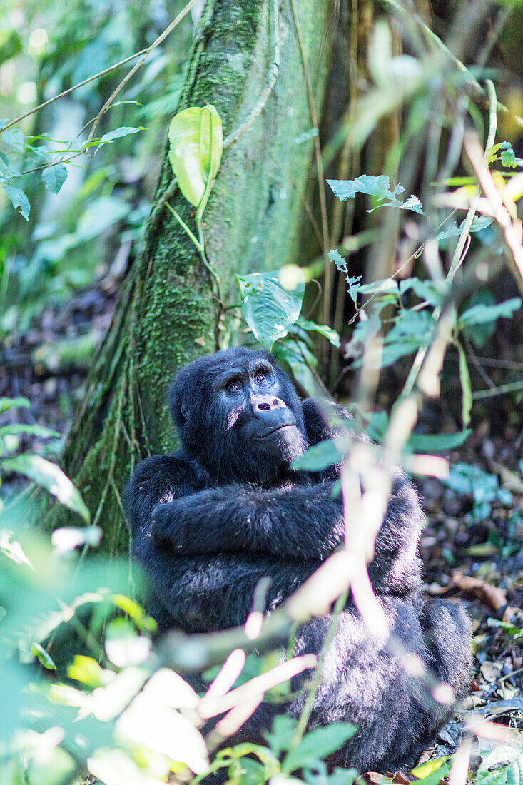Gorilla, Rushegura-Gruppe, Gorilla-Gorilla-Beringei, Nationalpark Bwindi undurchdringlicher Wald, UNESCO-Weltkulturerbe, Buhoma, Uganda, Afrika