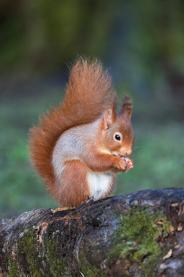 Red squirrel (Sciurus vulgaris), Eskrigg Nature Reserve, Lockerbie, Scotland, United Kingdom, Europe