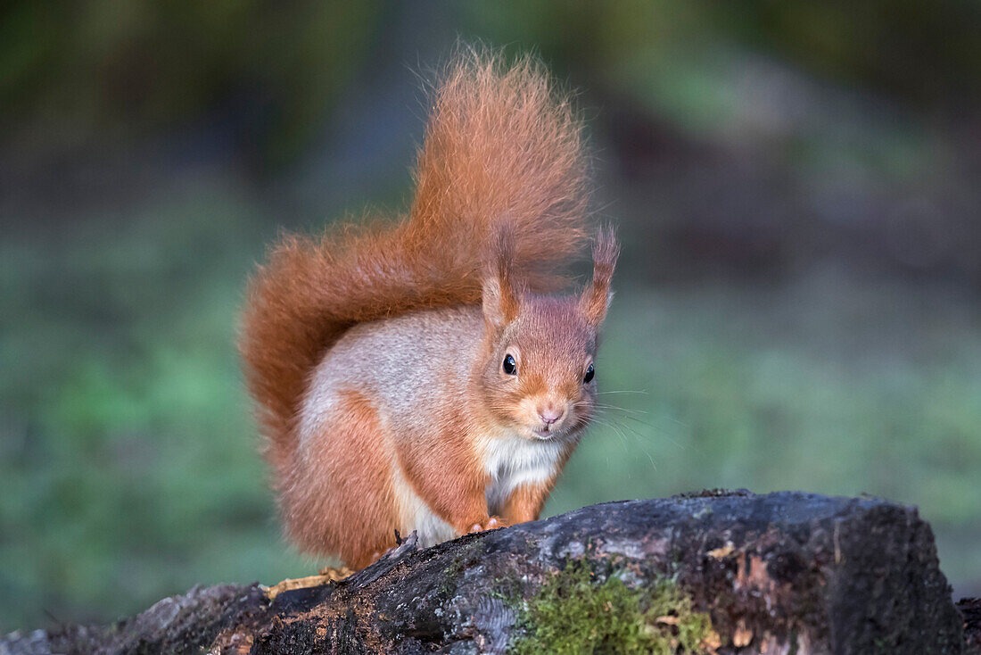 Eichhörnchen (Sciurus vulgaris), Eskrigg Nature Reserve, Lockerbie, Schottland, Großbritannien, Europa