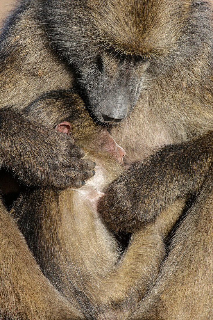 Chacma Pavian (Papio ursinus) mit Baby, Krüger Nationalpark, Südafrika, Afrika