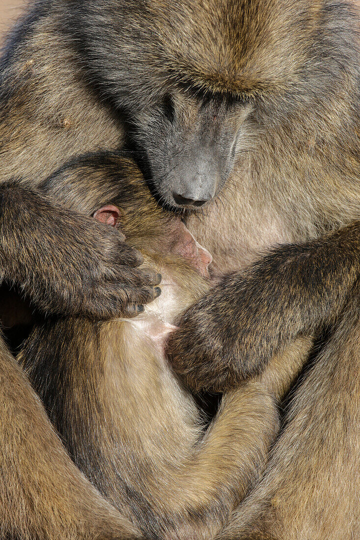 Chacma baboon (Papio ursinus) with baby, Kruger National Park, South Africa, Africa
