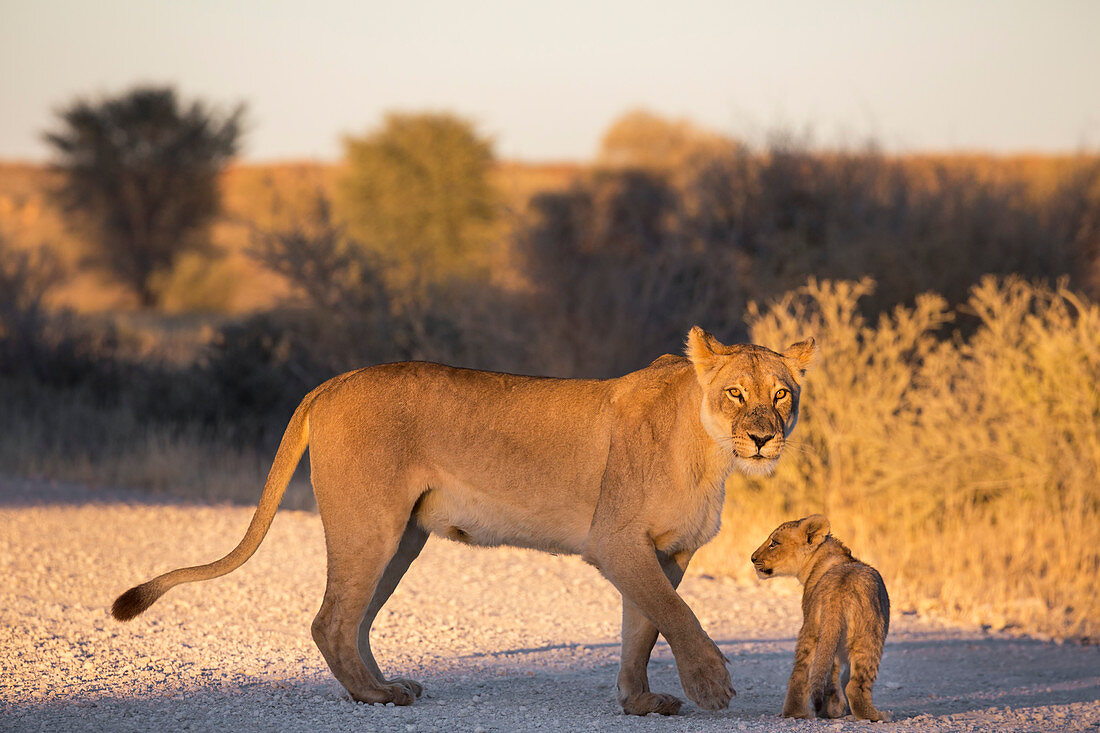 Lion (Panthera leo) with cub, Kgalagadi Transfrontier Park, Northern Cape, South Africa, Africa