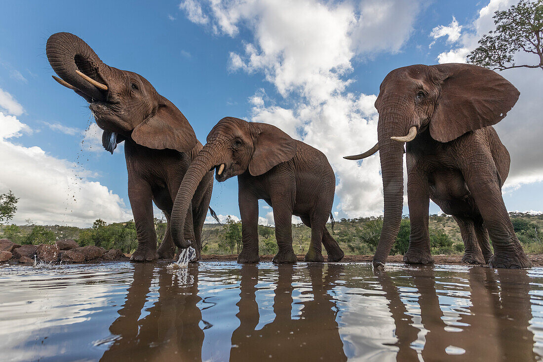 Elephants (Loxodonta africana) drinking, Zimanga Private Game Reserve, KwaZulu-Natal, South Africa, Africa