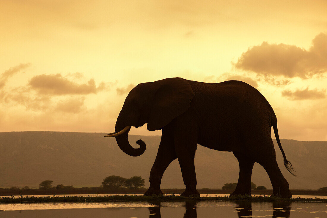Afrikanischer Elefant (Loxodonta Africana) in der Dämmerung, Zimanga Private Game Reserve, KwaZulu-Natal, Südafrika, Afrika